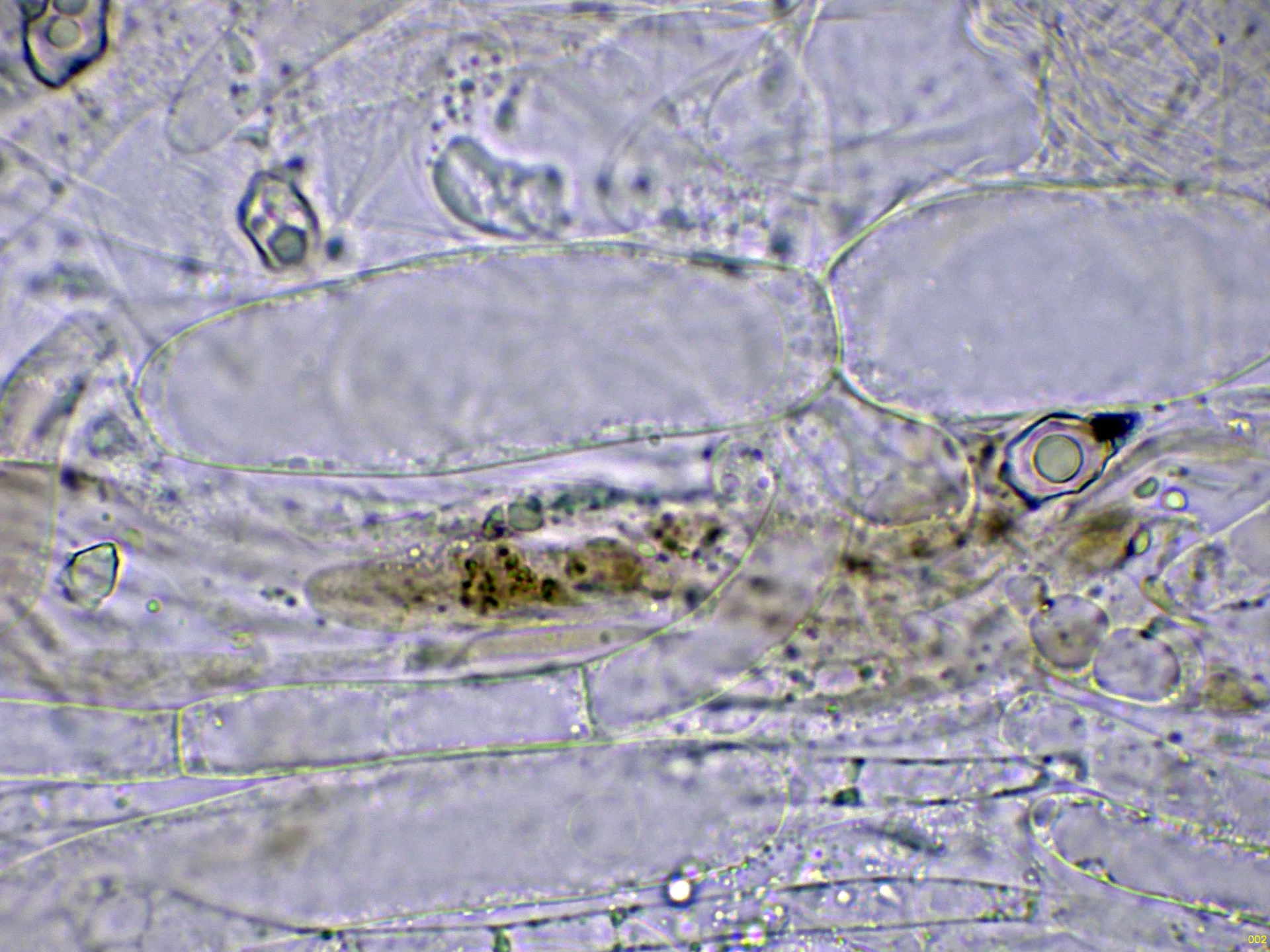 10 - Subpellis agua-002
